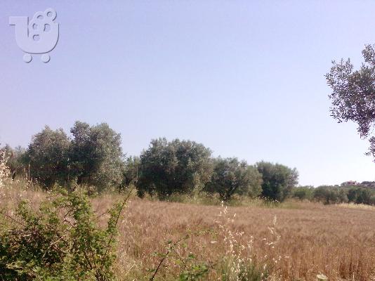 PoulaTo: ΑΓΡΟΤΕΜΑΧΙΟ, 2 ΣΤΡΕΜ, ΑΓΙΟΣ ΝΙΚΟΛΑΟΣ